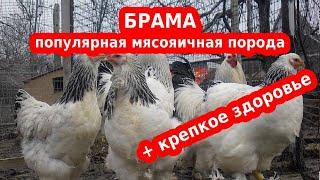 БРАМА куры породы мясояичные. Настоящее украшение птичьего двора