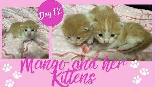 Kittens Meowing & Trying to Walk Mango & her Kittens day 12 cats growing kittens