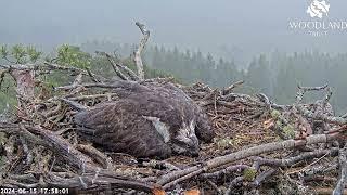 Dorcha the Loch Arkaig Osprey from menace with a stick to brilliant mumbrella 15 Jun 2024