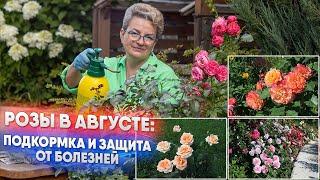 Розы в августе подкормка и защита от болезней