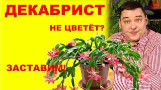 Декабрист шлюмбергера не цветет? Заставим Коротко и ясно