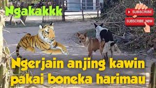 Ngakakk ‼️ Prank anjing kawin pakai boneka harimau.