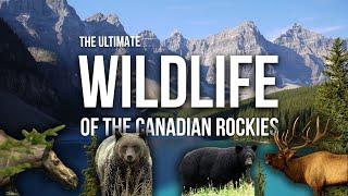 The Ultimate Canadian Wildlife Documentary Grizzly Bears Moose Elk and More in the the Rockies