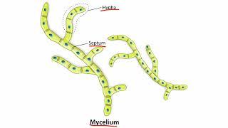 Introduction to Fungi for the USMLE Step 1