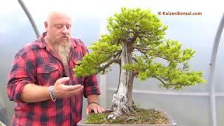 Graham Potter Repots Taxus Bonsai... in Shorts