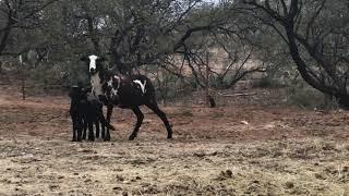 Newborn lambs & hanging out with Nandi & Texas Longhorn Plus I got a BMW 