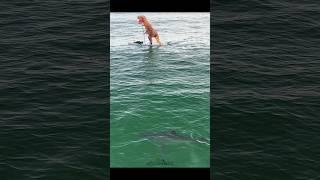 Man in dinosaur costume swims near great white shark. Check out my latest video to see more.