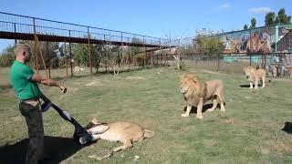 Fierce Lioness Steals Mans Jacket And Lion Bite Her To Let Go Of It