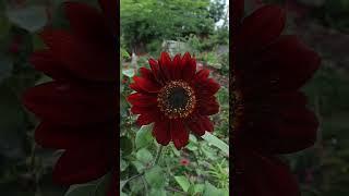 Girasol rojo - girasoles de colores