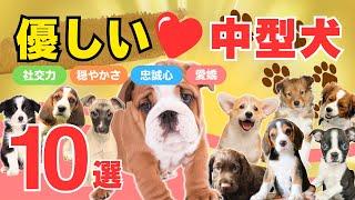 【性格が優しい中型犬10選】優しくて忠実なかわいい中型犬種！