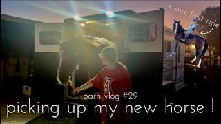 PICKING UP MY NEW HORSE  - barn vlog #29 + our first ride