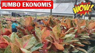 JUMBO EKONOMIS‼️ AGLONEMA SUPER JUMBO HARGA SUPER EKONOMIS  217