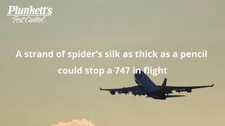 How Strong is Spiders Silk?