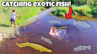 I Caught TONS Of EXOTIC Aquarium FISH