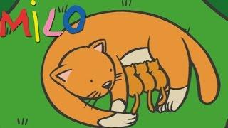 Milo and mommy cat  Cartoon for kids