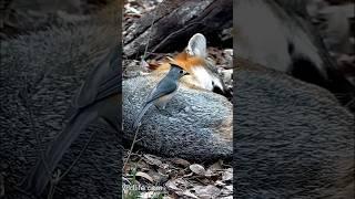 The titmouse and the fox  Soft fur for lining a nest  #shorts