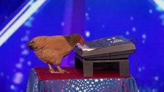 Jokgu The Chicken Plays The Piano SHOCKING
