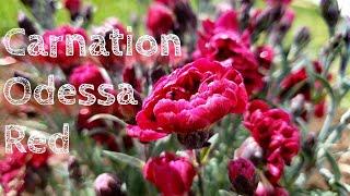 Transplanting Carnation Odessa Red Into The Garden  leaveit2may