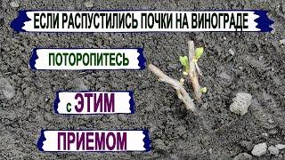  Без ЭТОЙ ПЕРВОЙ ЗЕЛЕНОЙ операции на винограде вырастают СЛАБЫЕ и ЗАПУЩЕННЫЕ кусты. Нормировка.