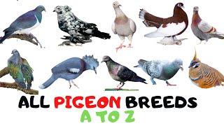 ALL COLORFUL PIGEON BREEDS LIST A TO Z