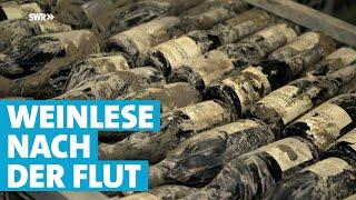 Flutwein aus Mayschoß Weinlese nach dem Hochwasser