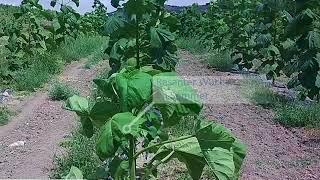 Paulownia Wuchsvideo im 1.Jahr Kiri Blauglockenbaum Kaiserbaum Cathaia