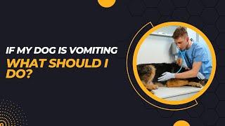 If My Dog Is Vomiting What Should I Do?  In 10 Steps