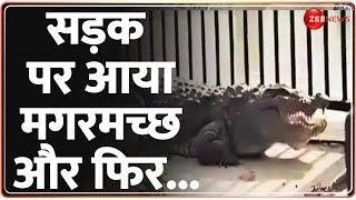 Bulandshahr Crocodile News यूपी के बुलंदशहर में मगरमच्छ नहर से निकलकर आया सड़क पर  Hindi News