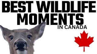 BEST WILDLIFE MOMENTS IN CANADA   Wildlife Compilation