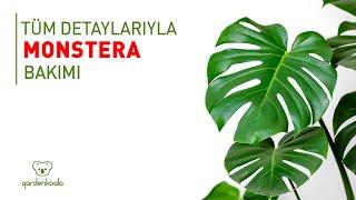 Tüm Detaylarıyla Monstera Bakımı Gardenkoala