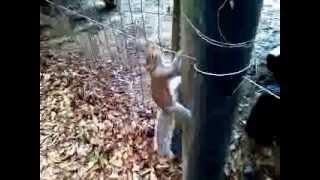 Squirrel gets electrocuted