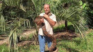 Large Female Maxx Pink Argentine Boa by Ancient Reproductions