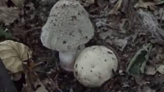 Мухомор Жемчужный. Малоизвестные съедобные грибы в лесу.