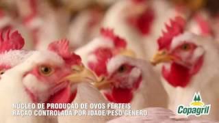 Unidade de Recria de Matrizes e Produção de Ovos Férteis Copagril