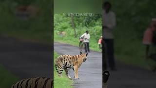 Tiger Almost got Killed by Angry Villager  Joju Wildjunket #shorts #joju_wildjunket #tiger