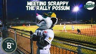 Meeting Scrappy The Rally Possum