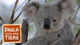 Komm kuscheln Koala Doku Reportage für Kinder  Paula und die wilden Tiere