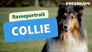 Collie Rasseportrait  FRESSNAPF