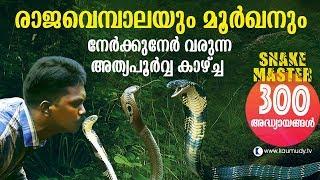 Wow King Cobra and Cobra face off in the jungle  Snakemaster  Vava Suresh