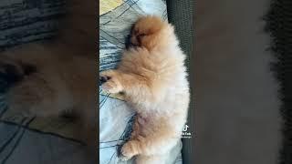 sleeping pomeranian puppies  #dog #shorts