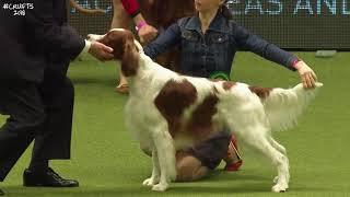 Best of Breed Gundog GroupIRISH RED & WHITE SETTER2017-2022