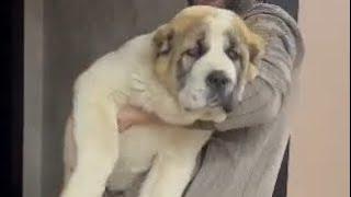 Big Central Asian Puppy