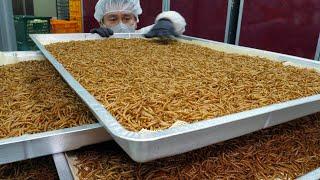 This is a protein thug Future Food Edible Insect Mealworm  Korean food factory