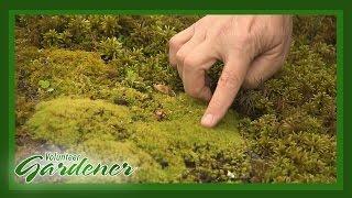 A Moss Garden  Volunteer Gardener