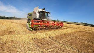 Claas Lexion in Winter Barley