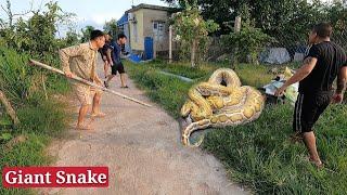 Brave young men confront a giant snake of 200 kg