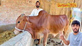 Qurbani Ka Janwar  Zohaib Pendu  Zohaib Sabir Vlogs