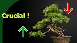 Use Apical Dominance for Better Bonsai