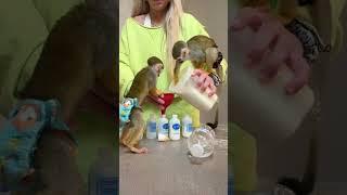 Making formula with both monkeys #monkey #animals #baby #beauty #grwm #grwm #animallover #love