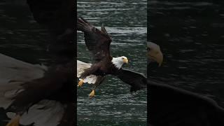 Amazing eagle flies right toward camera in the rain. Will it catch a fish?